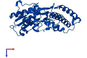 OSGEP Protein (AA 1-335) (His tag)