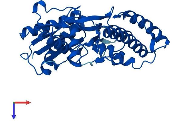 OSGEP Protein (AA 1-335) (His tag)