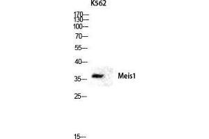 Western Blot (WB) analysis of K562 lysis using Meis1 antibody. (MEIS1 Antikörper  (Internal Region))