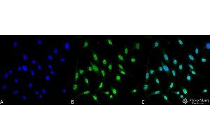 Immunocytochemistry/Immunofluorescence analysis using Mouse Anti-GRP78 Monoclonal Antibody, Clone 3C5-1A4 . (GRP78 Antikörper  (Atto 390))
