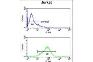 Flow cytometry analysis of Jurkat cells (bottom histogram) compared to a negative control cell (top histogram). (CASD1 Antikörper  (N-Term))