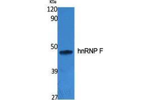 Western Blot (WB) analysis of specific cells using hnRNP F Polyclonal Antibody. (HNRNPF Antikörper  (N-Term))