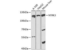 Western blot analysis of extracts of various cell lines, using NTRK3 antibody (ABIN6132428, ABIN6144909, ABIN6144911 and ABIN6218246) at 1:1000 dilution. (NTRK3 Antikörper  (AA 40-300))