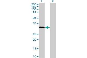 Western Blot analysis of STK16 expression in transfected 293T cell line by STK16 MaxPab polyclonal antibody.