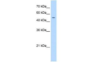 PRIM1 antibody used at 1. (PRIM1 Antikörper  (N-Term))