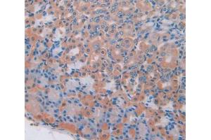 IHC-P analysis of Mouse Tissue, with DAB staining. (PGC Antikörper  (AA 17-392))