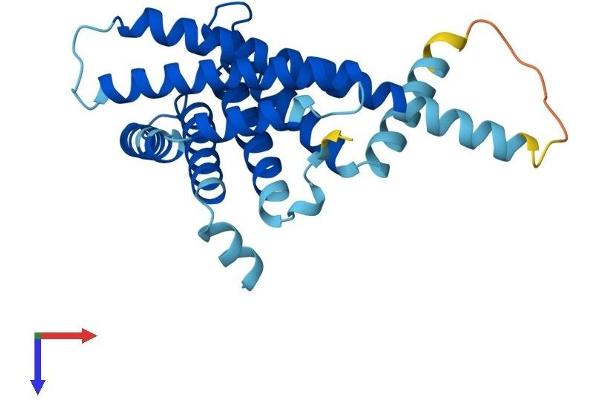 PEX11A Protein (AA 1-247) (His tag)