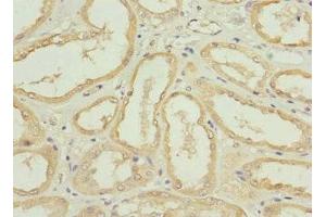 Immunohistochemistry of paraffin-embedded human kidney tissue using ABIN7161238 at dilution of 1:100