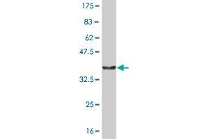 Western Blot detection against Immunogen (36. (NMI Antikörper  (AA 1-100))