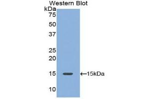 Detection of Recombinant PDGFAA, Mouse using Polyclonal Antibody to Platelet Derived Growth Factor AA (PDGFAA) (PDGF-AA Homodimer (AA 94-194) Antikörper)