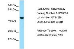 Image no. 1 for anti-Phosphogluconate Dehydrogenase (PGD) (AA 83-132) antibody (ABIN6749961) (PGD Antikörper  (AA 83-132))