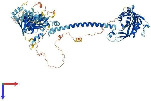 GUCY1A1 Protein (AA 1-691) (His tag)