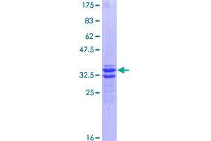 OPRK1 Protein (AA 1-58) (GST tag)