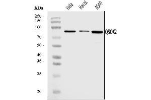 Western blot analysis of QSOX2 using anti-QSOX2 antibody (ABIN7599640).