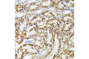 Immunohistochemistry of paraffin-embedded Mouse kidney using TR antibody (ABIN1683134, ABIN5664756, ABIN5664758 and ABIN6220605) at dilution of 1:100 (40x lens). (TRAP1 Antikörper  (AA 445-704))