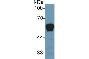 Rabbit Capture antibody from the kit in WB with Positive Control: Human serum. (Vitamin D-Binding Protein CLIA Kit)