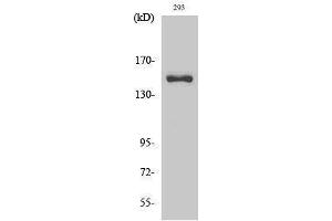Western Blotting (WB) image for anti-Collagen, Type IV, alpha 3 (COL4A3) (cleaved), (Leu1425) antibody (ABIN3172769)