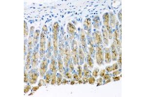 Immunohistochemistry of paraffin-embedded mouse stomach using UQCR10 antibody. (UQCR10 Antikörper  (AA 1-63))