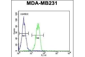 B4GALT6 Antibody (C-term) (ABIN654654 and ABIN2844350) flow cytometric analysis of MDA-M cells (right histogram) compared to a negative control cell (left histogram). (B4GALT6 Antikörper  (C-Term))