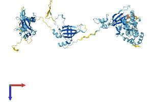 EFHC2 Protein (AA 1-749) (His tag)