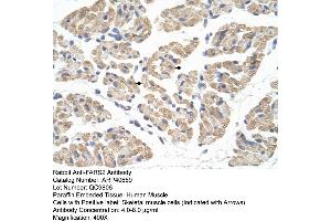 Rabbit Anti-FARS2 Antibody  Paraffin Embedded Tissue: Human Muscle Cellular Data: Skeletal muscle cells Antibody Concentration: 4. (FARS2 Antikörper  (N-Term))
