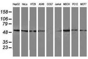 Image no. 1 for anti-Glutathione Synthetase (GSS) antibody (ABIN1498539) (Glutathione Synthetase Antikörper)