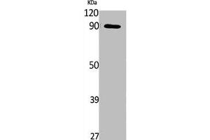 Western Blot analysis of NIH-3T3, cells using Phospho-MLK3 (S674) Polyclonal Antibody (MAP3K11 Antikörper  (pSer674))