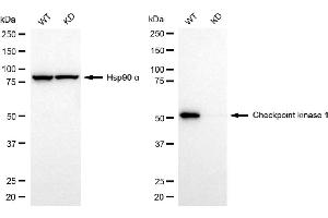 Western blotting analysis using checkpoint kinase 1 antibody (ABIN7798035).