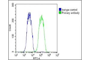 Overlay histogram showing Hela cells stained with (ABIN651869 and ABIN2840430)(green line). (WNT5A Antikörper  (AA 185-213))