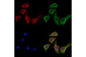 ABIN7094321 and ABIN7098368 staining Hela cells by IF/ICC. (KIF19 Antikörper  (Internal Region))