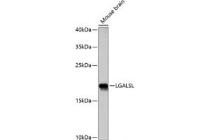 Western blot analysis of extracts of Mouse brain using LGALSL Polyclonal Antibody at dilution of 1:1000. (GRP Antikörper)