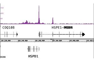 ChIP DNA-Sequencing (ChIP-seq) image for anti-C-terminal Binding Protein 2 (CTBP2) (Isoform 1), (Isoform 2) antibody (ABIN6971552)