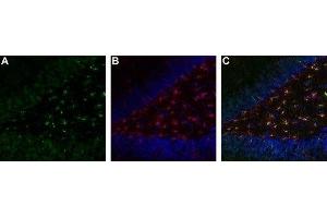 Expression of TrkA in rat brain hippocampal dentate gyrus - Immunohistochemical staining of immersion-fixed, free floating rat brain frozen sections. (TRKA Antikörper  (2nd Extracellular Domain))