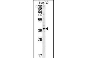 PSMD7 Antibody (C-term) (ABIN650763 and ABIN2839523) western blot analysis in HepG2 cell line lysates (35 μg/lane).