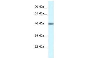 Western Blotting (WB) image for anti-POU Domain, Class 4, Transcription Factor 3 (POU4F3) (N-Term) antibody (ABIN2777731)