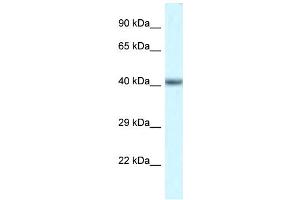 WB Suggested Anti-Pou4f3 Antibody   Titration: 1. (POU4F3 Antikörper  (N-Term))
