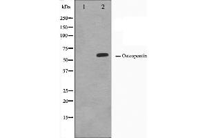 Western blot analysis on LOVO cell lysate using Osteopontin Antibody. (Osteopontin Antikörper  (C-Term))