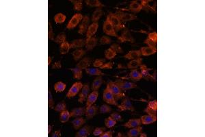 Immunofluorescence analysis of L929 cells using TENM1 antibody (ABIN7270767) at dilution of 1:100.