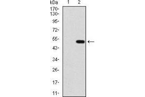 Western blot analysis using PPM1A mAb against HEK293 (1) and PPM1A (AA: 202-382)-hIgGFc transfected HEK293 (2) cell lysate. (PPM1A Antikörper  (AA 202-382))