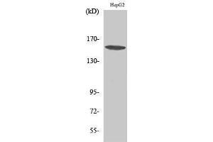 Western Blotting (WB) image for anti-phospholipase C, gamma 1 (PLCG1) (Thr239) antibody (ABIN3176952) (Phospholipase C gamma 1 Antikörper  (Thr239))