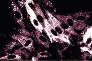 Immunofluorescence staining on FHs cells (normal human fetal lung fibroblasts, ATCC HTB-157). (p62 Lck Ligand (AA 257-437) Antikörper)