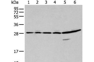 Western blot analysis of 293T A549 and Hela cell using SFN Polyclonal Antibody at dilution of 1:250 (14-3-3 sigma/SFN Antikörper)