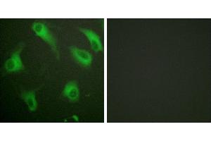 Peptide - +Immunofluorescence analysis of HeLa cells, using CD88/C5aR (Ab-338) antibody. (C5AR1 Antikörper  (Ser338))