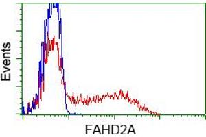 HEK293T cells transfected with either pCMV6-ENTRY FAHD2A (RC211128) (Red) or empty vector control plasmid (Blue) were immunostained with anti-FAHD2A mouse monoclonal (ABIN2453018), and then analyzed by flow cytometry. (FAHD2A Antikörper)