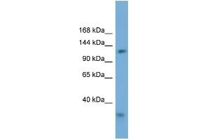 WB Suggested Anti-RFC1 Antibody Titration: 0.
