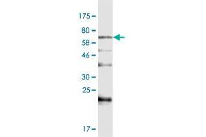 Western Blot detection against Immunogen (82. (BAIAP2L1 Antikörper  (AA 1-511))