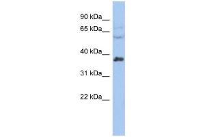 WB Suggested Anti-RALY Antibody Titration:  0. (Raly Antikörper  (Middle Region))
