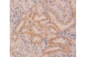 IHC-P analysis of Rat Tissue, with DAB staining. (IKbIP Antikörper  (AA 80-315))