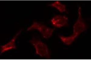 ABIN6278567 staining HepG2 by IF/ICC. (ELAV2/4 Antikörper)