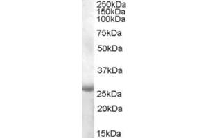 ABIN263172 (1µg/ml) staining of Human Muscle lysate (35µg protein in RIPA buffer). (APOBEC2 Antikörper  (AA 180-190))